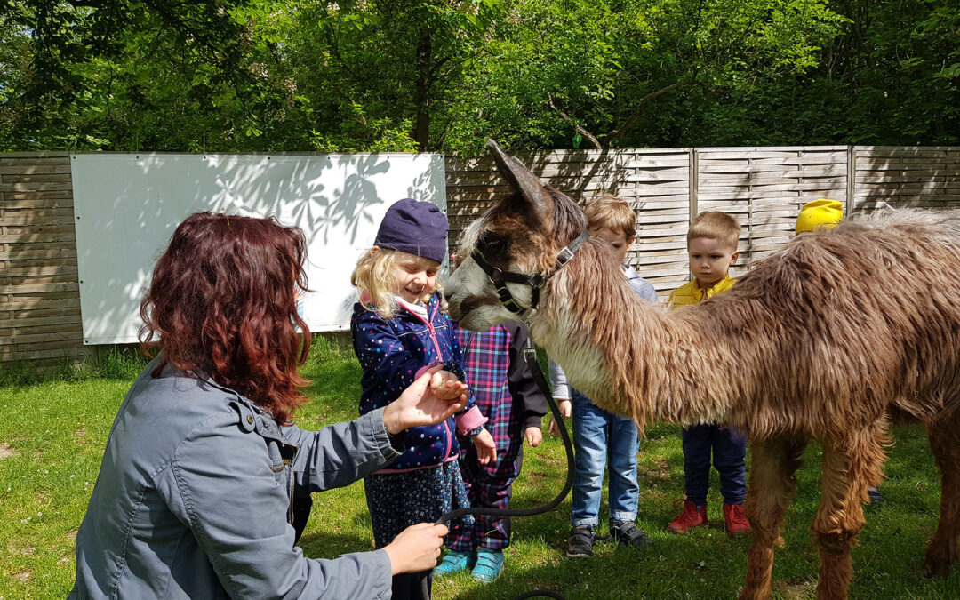 Alpaki odwiedzają Lemurki
