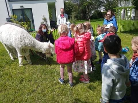 Spotkanie Hipciów z&nbsp;alpakami